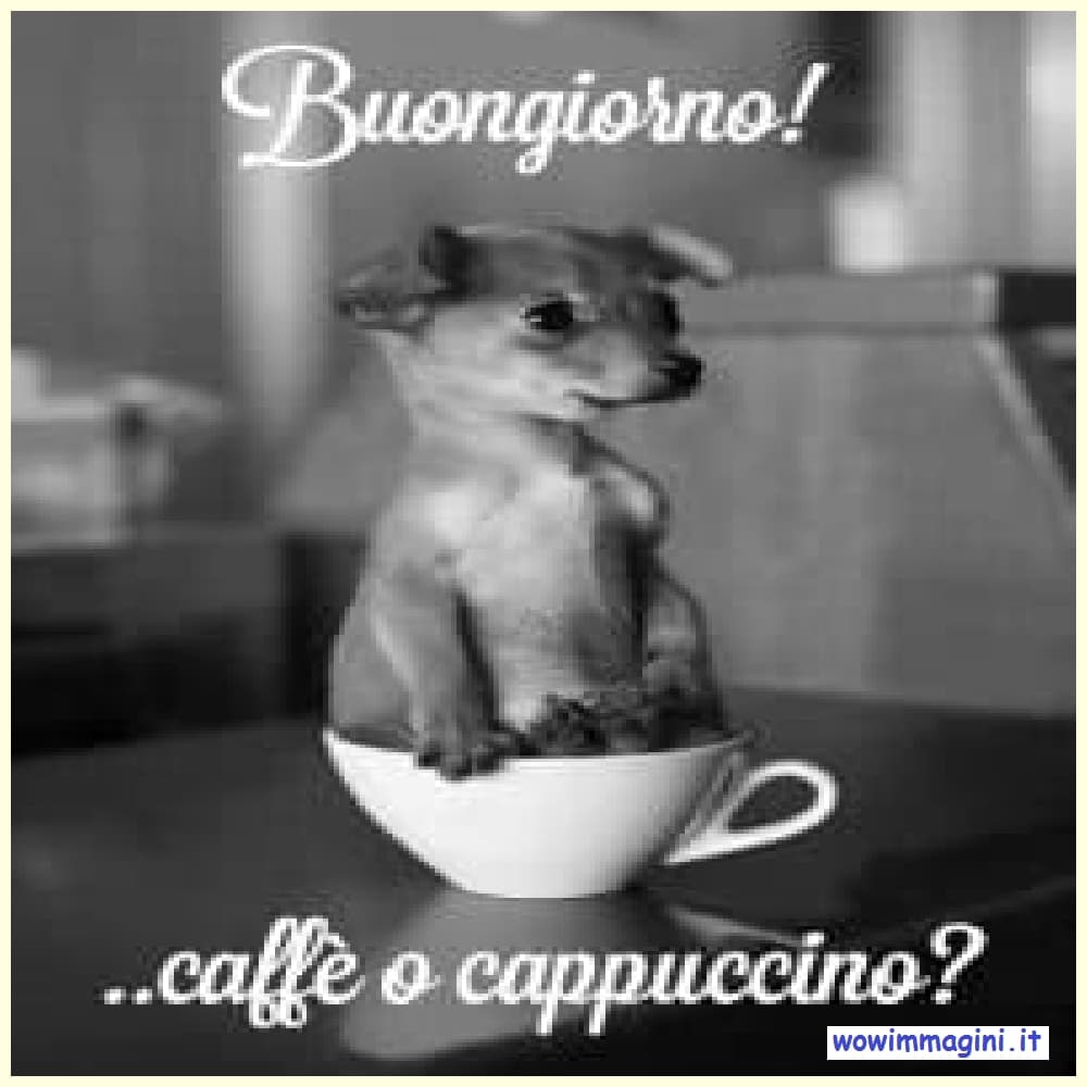 Buongiorno con animali