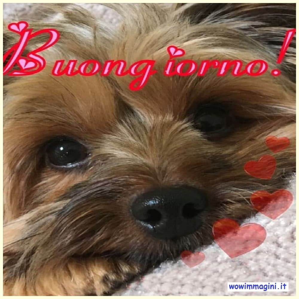 Buongiorno con animali