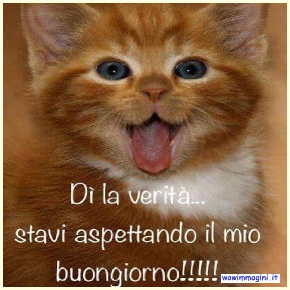 Buongiorno con animali