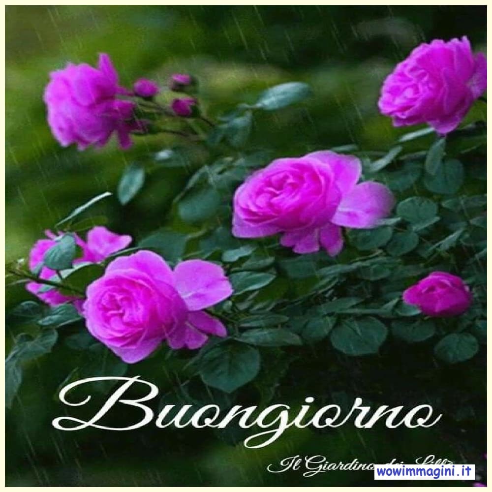 Buongiorno con i fiori